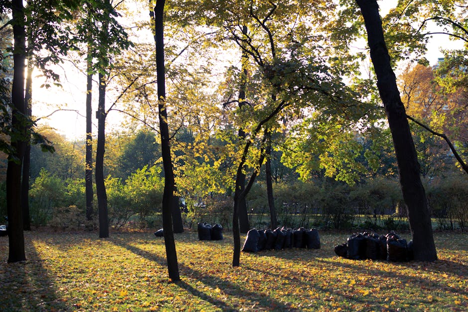 In a park setting during late afternoon, tall deciduous trees with green and yellow leaves cast long shadows on the ground, which is covered with fallen leaves. Several black plastic rubbish bags are neatly stacked on the grassy area among the trees, indicating private waste collection or on-site clearance. The scene features a natural environment with a background of more trees and shrubs, suggesting a well-maintained urban park or woodland area. The lighting highlights the textures of the foliage and ground, emphasizing the contrast between the illuminated areas and shaded sections. The presence of the rubbish bags aligns with waste management activities that supplement or offer an alternative to council waste disposal services, reflecting practices used by waste clearance companies such as House Clearance Wimbledon for managing debris from land or property clearance work in the vicinity of Wimbledon Common and Wimbledon Park.